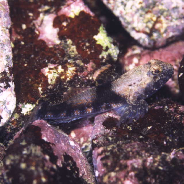 Bathygobius fuscus